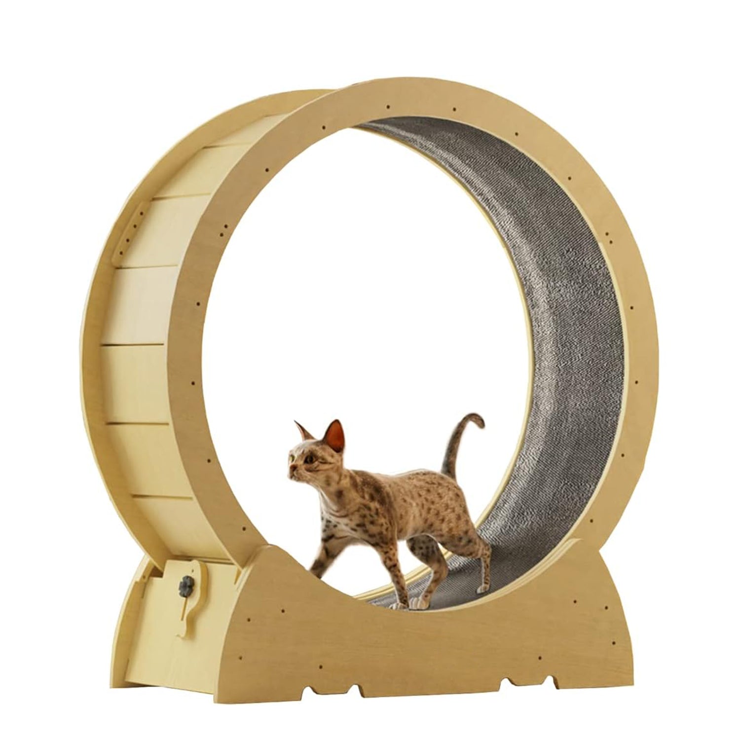 Cat Running Wheel