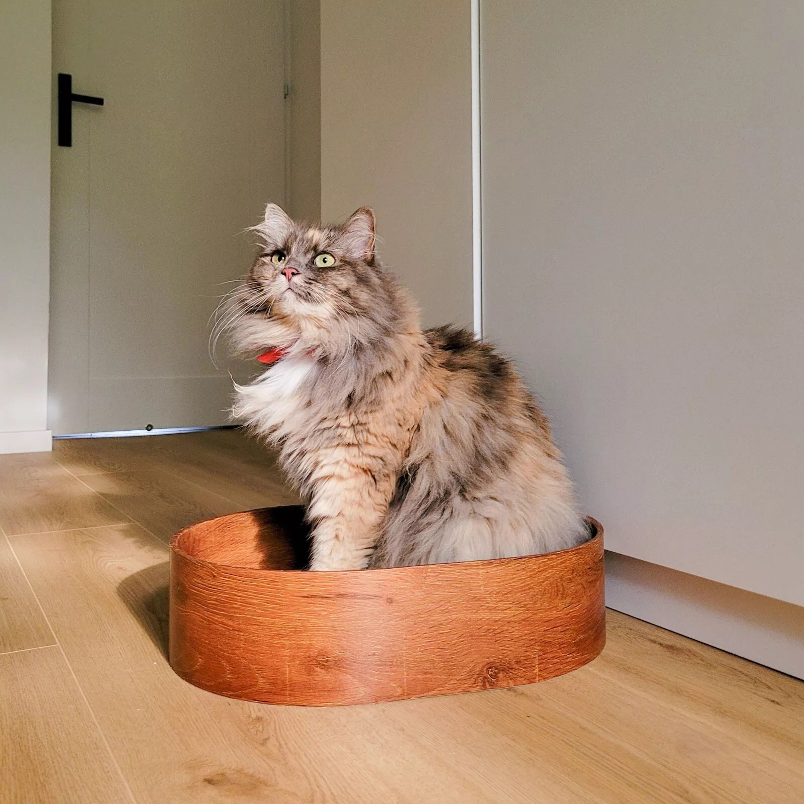 cardboard cat houses