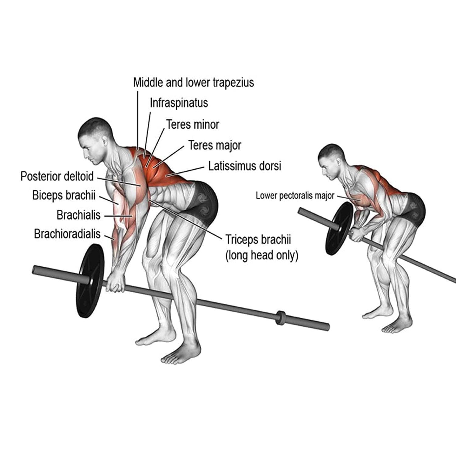 T-Bar Row Plate 